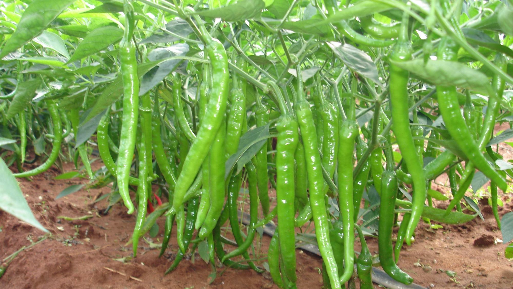 小茴香套种线椒栽培技巧,助你提高经济效益!